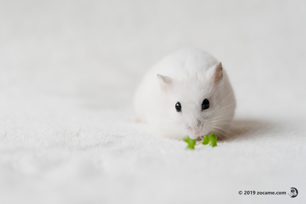 ハムスターをかわいく撮影したくてカメラをソニーa7iiiに買い換えた話