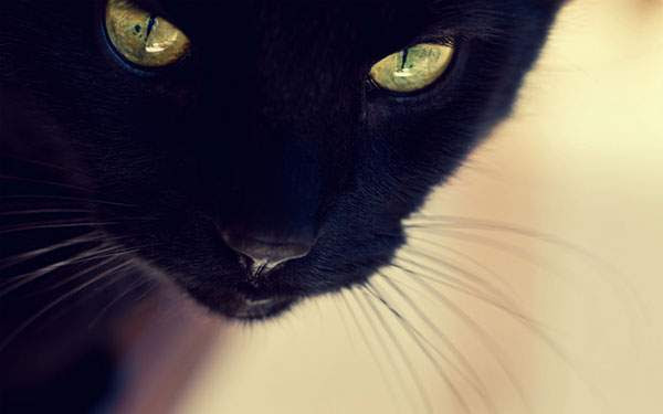 かわいい黒猫の魅力がいっぱい 高画質な画像まとめ 写真まとめサイト Pictas