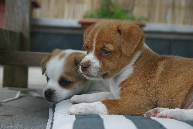 愛犬が仮病 そのかわいい理由と賢い対処法