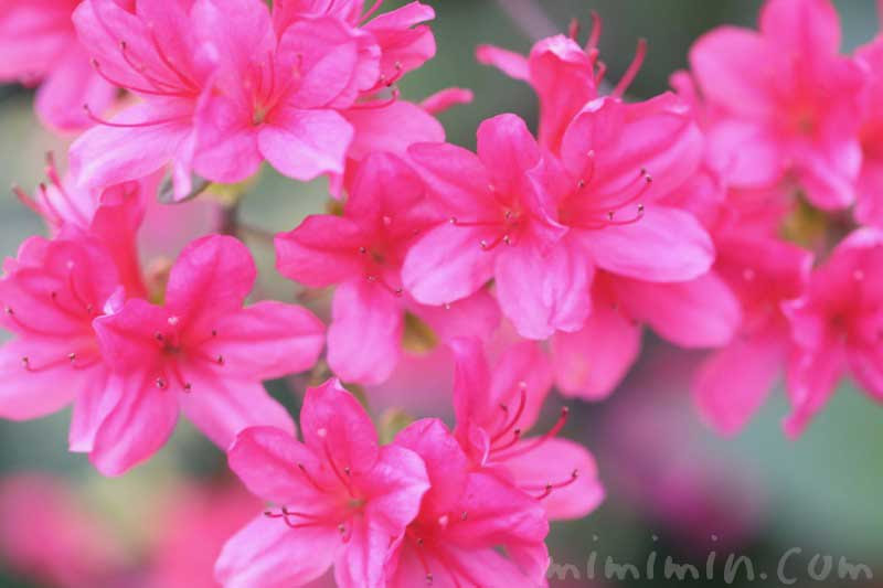 サツキ 皐月 の花言葉 誕生花 名前の由来 みみみんブログ