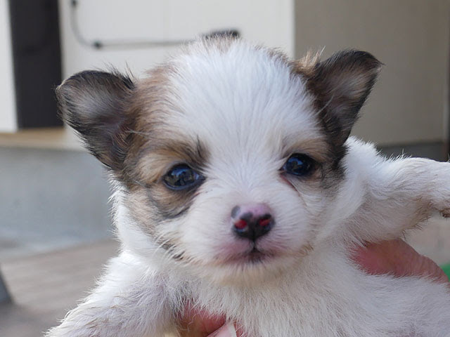 室内犬専門ブリーダー ポメラニアン ドッグハウス愛夢 茨城 チワワ ミニチュアシュナウザー ハーフ犬 シーズー トイプードル 小型犬 ブリーダー 柴犬 里親 関東 千葉 東京 神奈川 埼玉 栃木 群馬