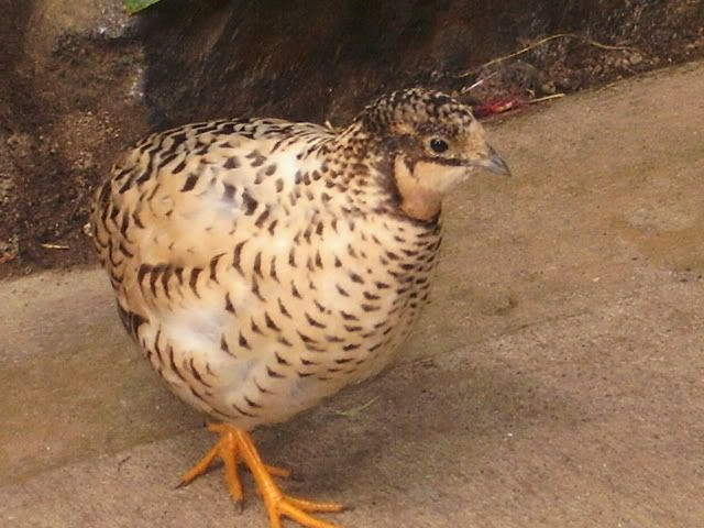 Raising Coturnix Quail