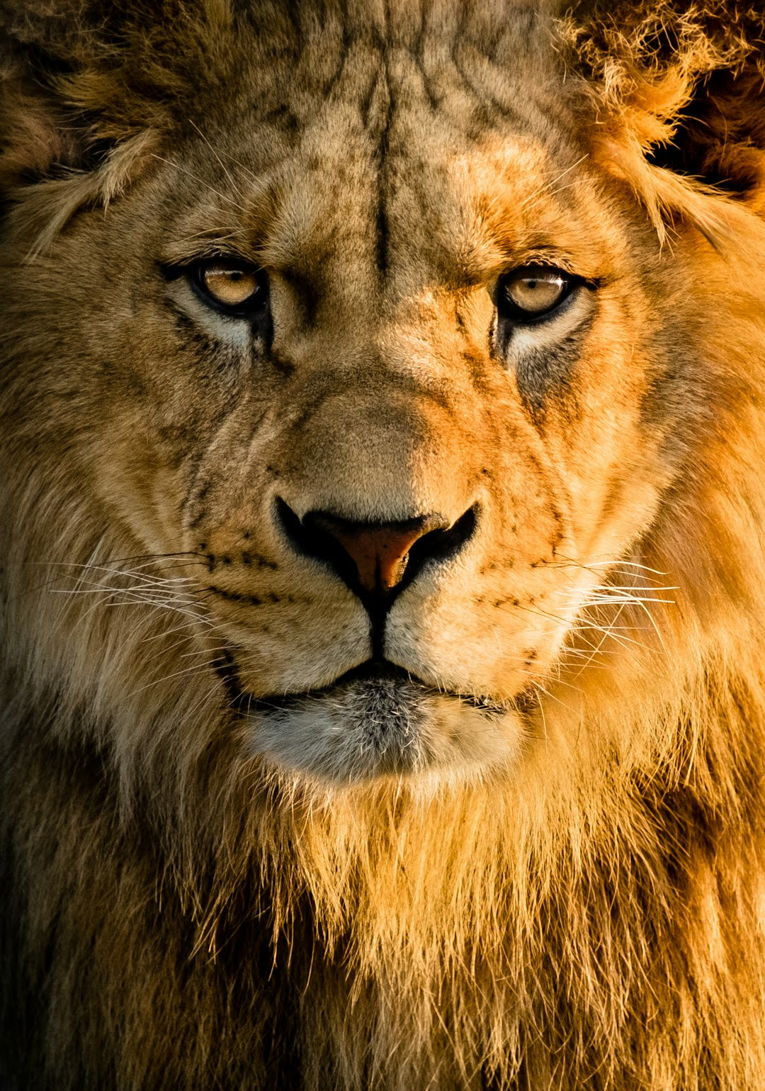 Lion Wallpapers Free HD Download [500+ HQ] Unsplash