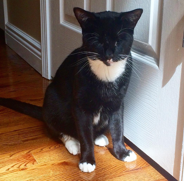 Lolos dari euthanasia, si kucing tuxedo buta akhirnya 