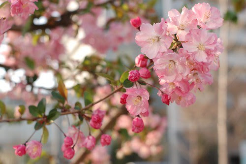 Sakura Cherry blossoms