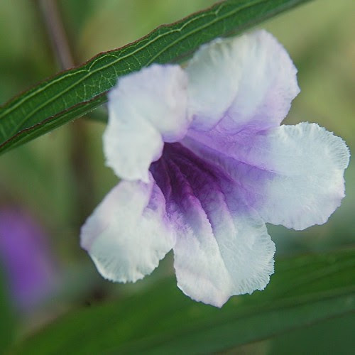 Purple and white Ruellia blossom glows on foggy morning