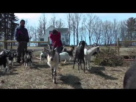 Title: Housing and Shelter Options for Meat Goat Producers