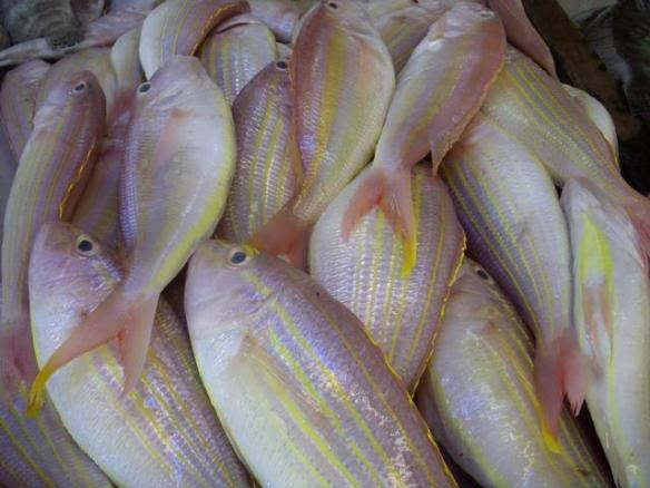 Terkini 16+ Ikan Biji Nangka