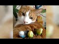 Funny ANIMALS make us HAPPY & LAUGH