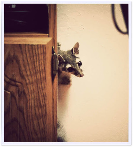 peek-a-boo!
