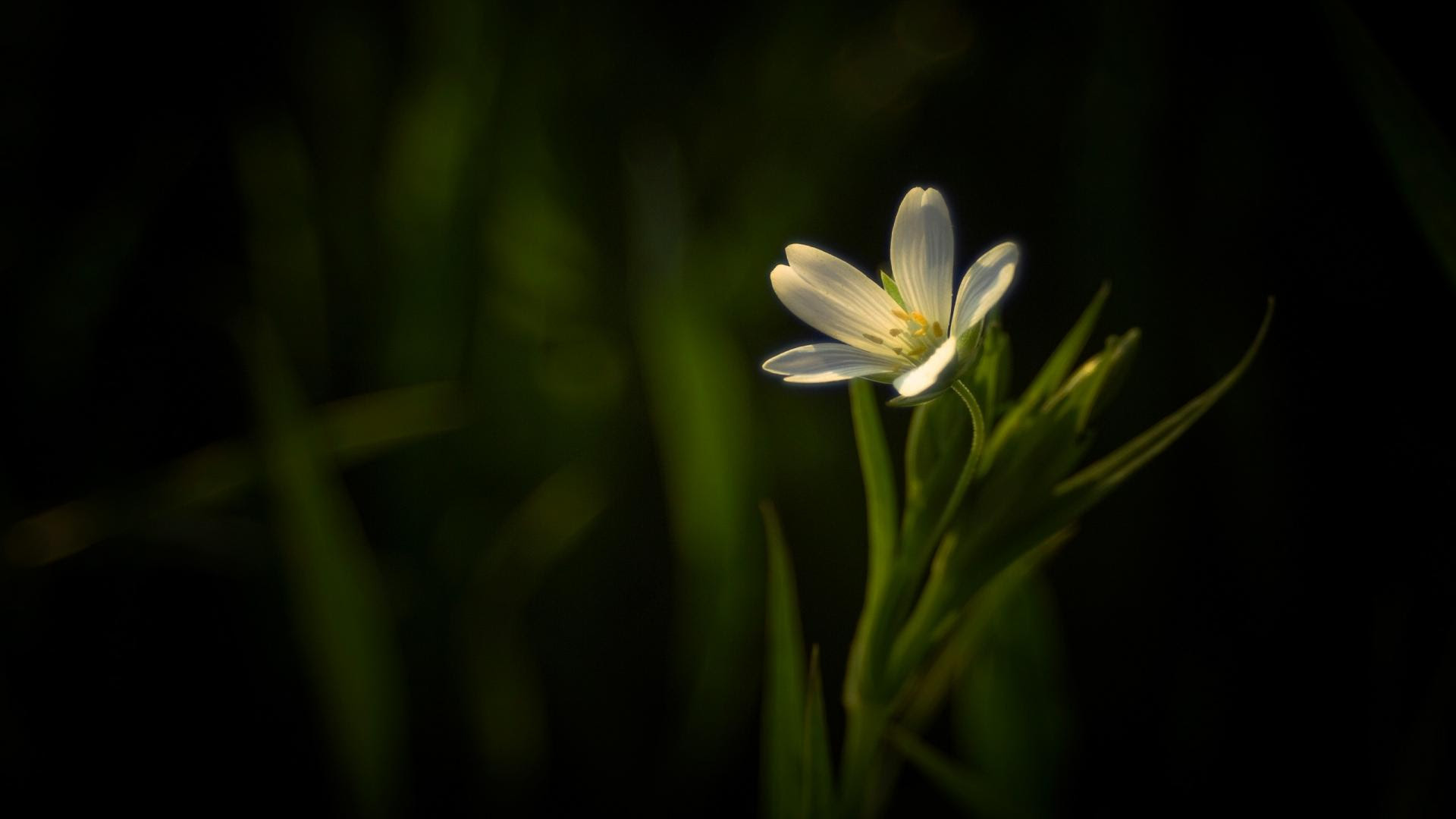 Dark Flower Wallpapers - Wallpaper Cave