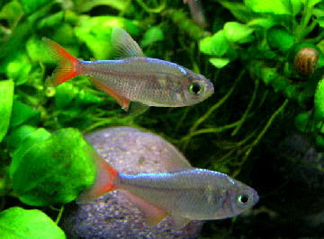 コロンビア レッドフィンテトラ さかなおやじのひとりごと 楽天ブログ