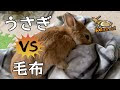 【印刷可能】 うさぎ カーペット 食べる 237229