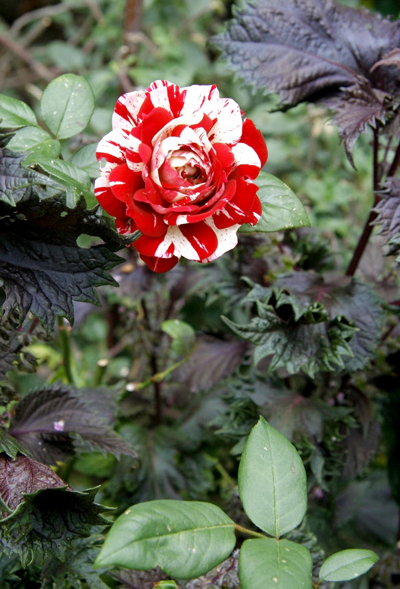 Rosier tige et rosier pleureur : planter et tailler – Ooreka