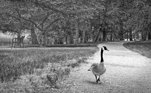 I Was Strolling Through the Park One Day....