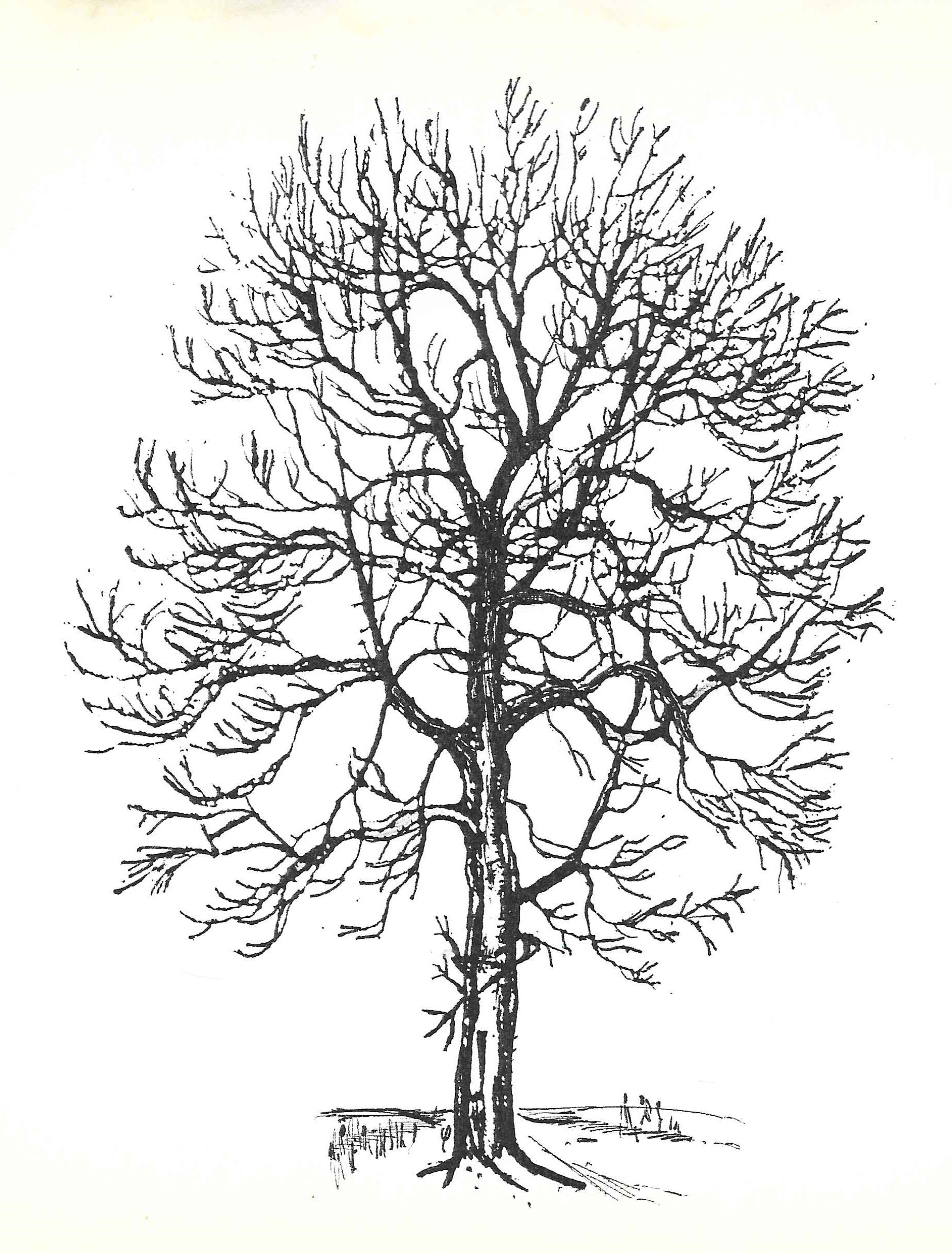 ES van de oude levensboom kan men van het blad theezetten en het zaad als  kappertjes inmaken