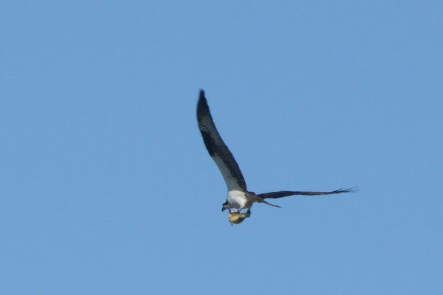lakeeriebirds2803
