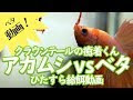 √ダウンロード ベタ 赤虫 量 163439