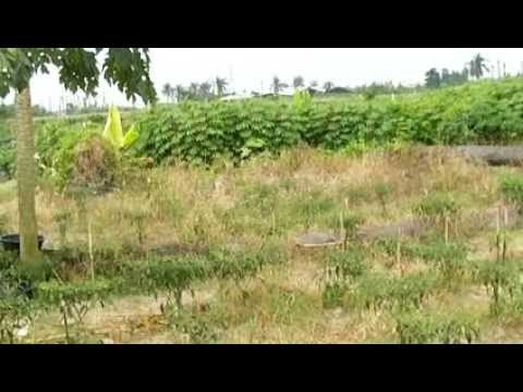 PERTANIAN TERPADU "Karang Taruna Satria Pandawa"