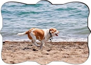 Dog Running on Beach Fridge Magnet