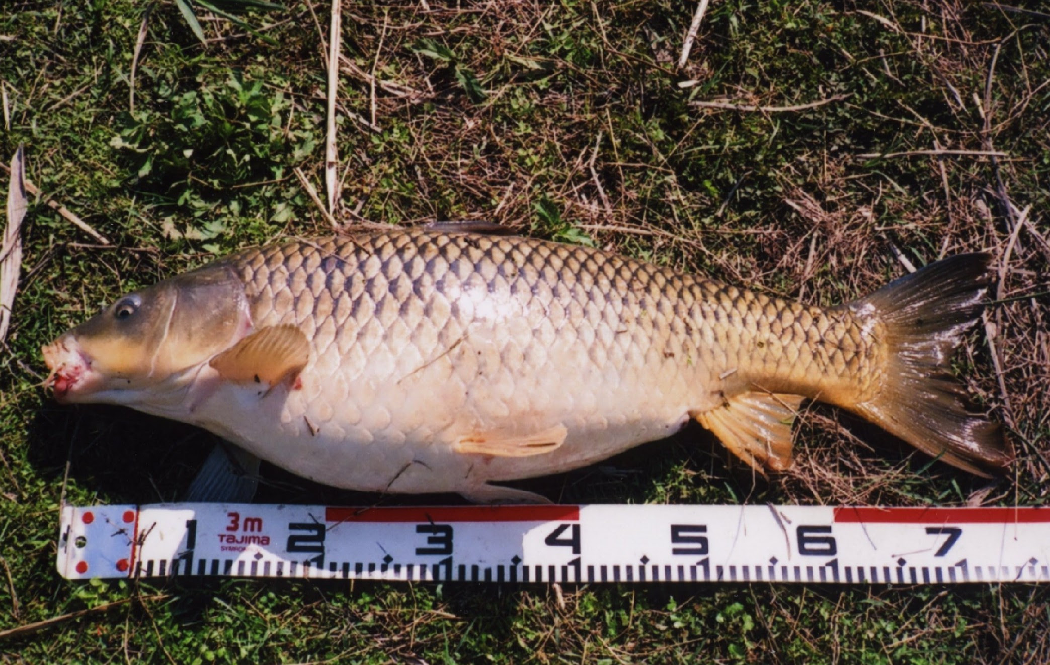 どろたにし研究所