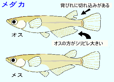 メダカって何