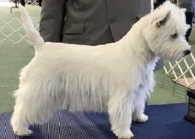 Devnik Westies Breeders Of Quality West Highland White Terriers