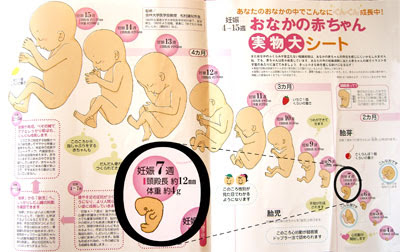 7月14日 7週目のbaby Welcome To Our Family