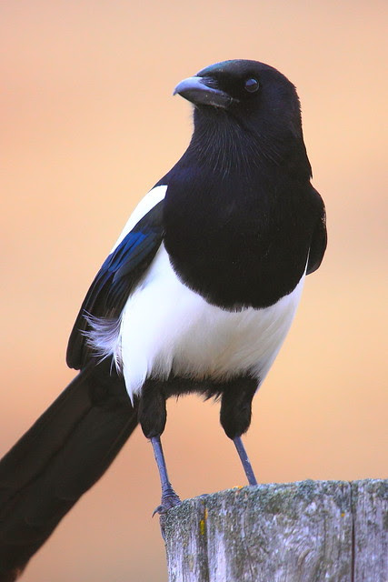 IMG_8105 Black-Billed Magpie
