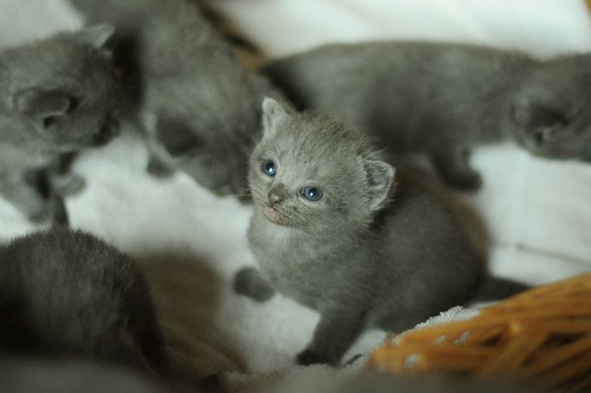 La Croissance Et Le Developpement Du Chaton