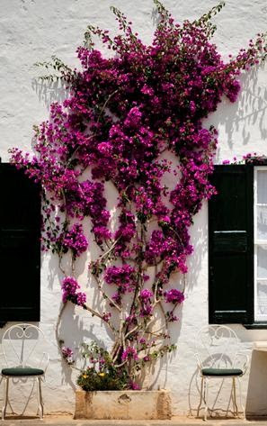 Menorca   bougainvillea