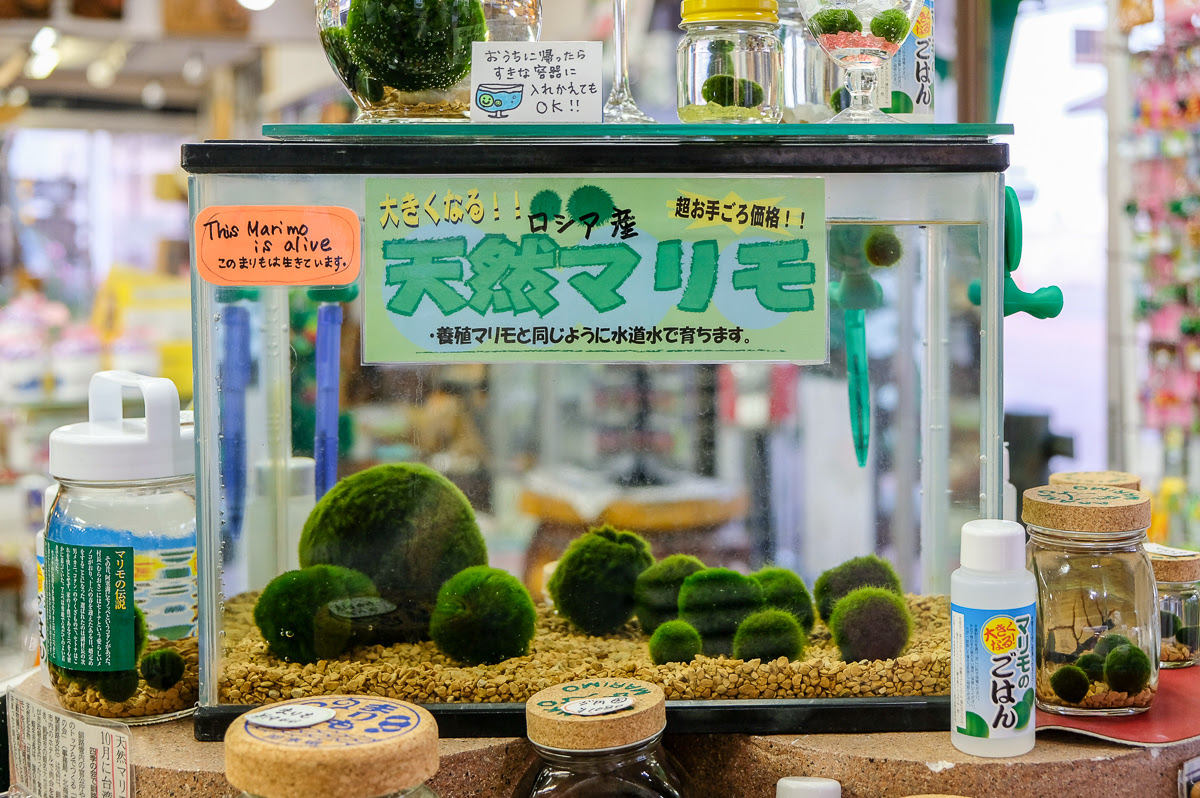 まりもの育て方は 水道水も大丈夫 お土産屋のまりもは養殖と天然があるって本当 全部聞いてみた 和樂web 日本文化の入り口マガジン