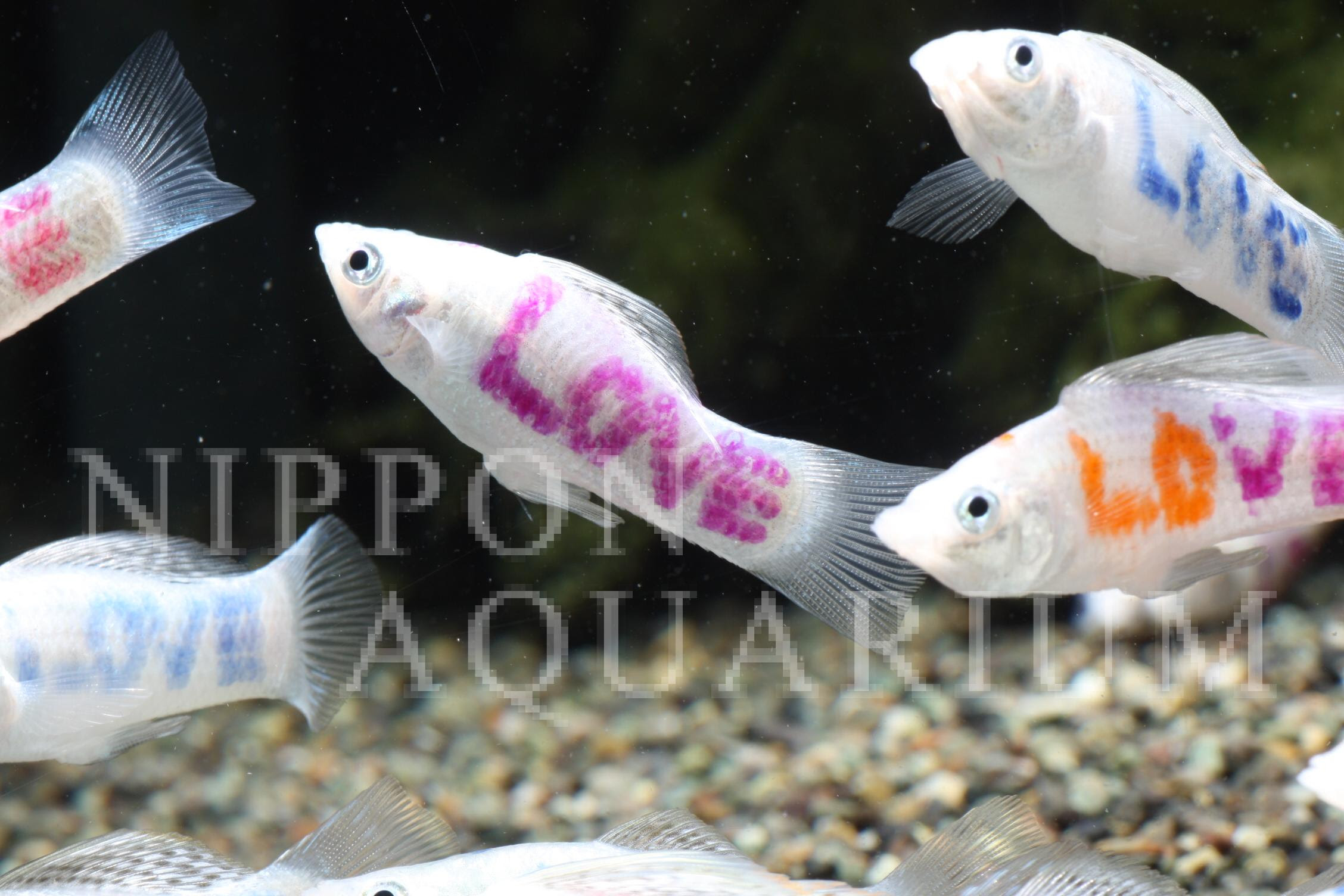 ベリフェラloveマーク 繁殖 産卵 熱帯魚図鑑 熱帯魚の飼育 混泳 繁殖 病気など