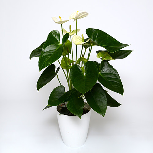 夏の季節感を演出するアンスリウム 青山花茂blog