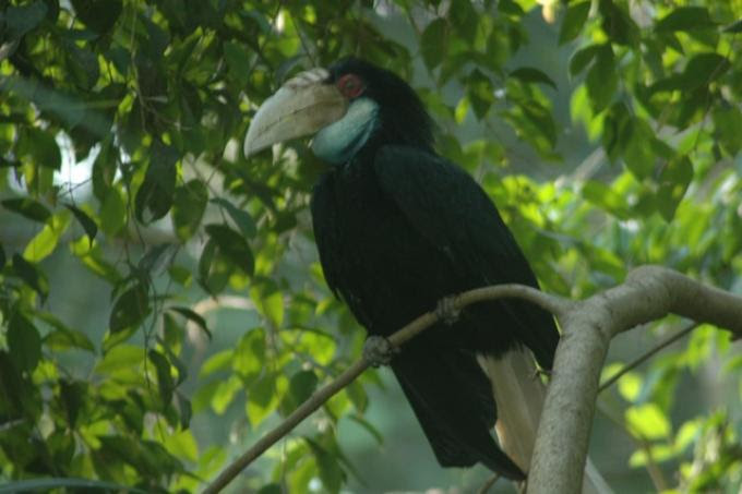 Knowing Hornbills, Unique Birds that are Important for Forest 