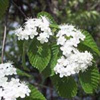 ひなたぼこ 福岡 オススメの樹木 草花