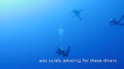 rumble video upload Divers get an amazing surprise when school of hammerhead sharks approach