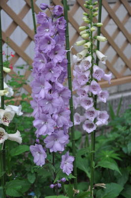 Gardening With The Seisho Wind My Garden 15spring