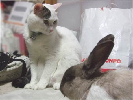 猫モモと時々うさぎ 猫とうさぎ仲良し計画４