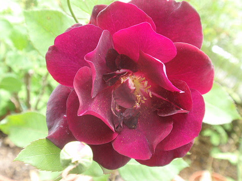 ルイ１４世 私の薔薇庭