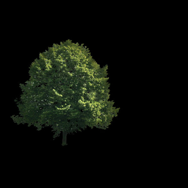 tree4 Create a Magical Image using Photo Manipulation