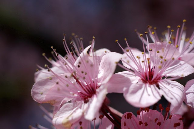 cherry blossom, portland center park