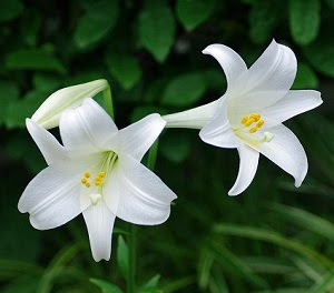 演劇女子部 ミュージカル Lilium リリウム 少女純潔歌劇 観劇 Tsukimi6 S Blog