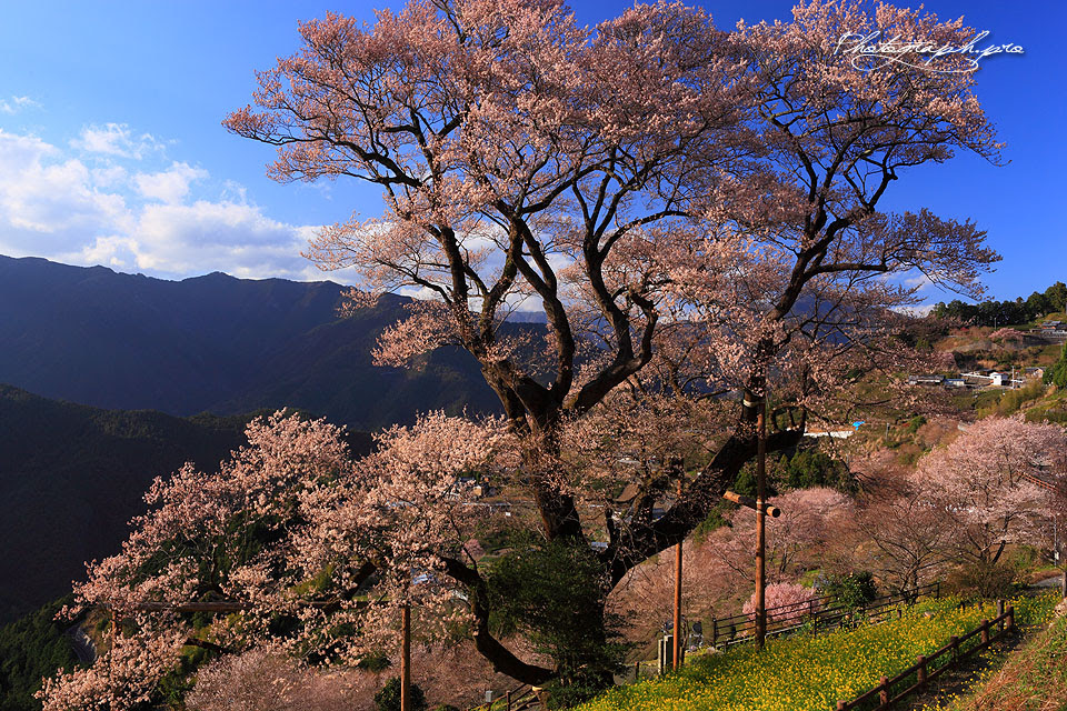 高知県 桜紀行