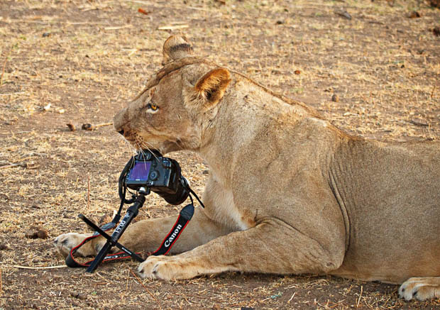 Photographer Has His Canon 5D Mark II Kidnapped and Killed by a Lion mS8h2