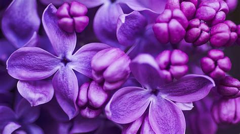 flowers  lilac purple color close ups desktop