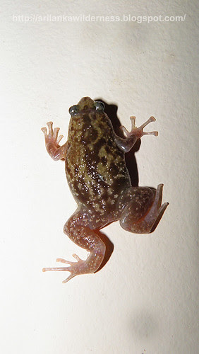 Termite Nest Frog/Ramanella variegata