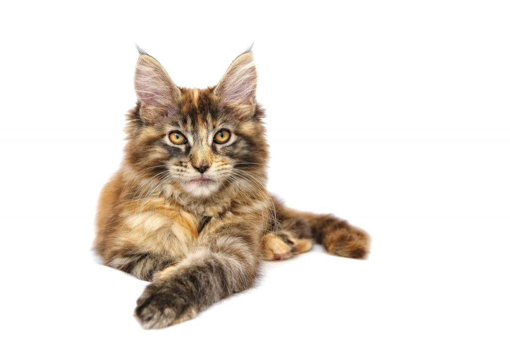 maine coon weight