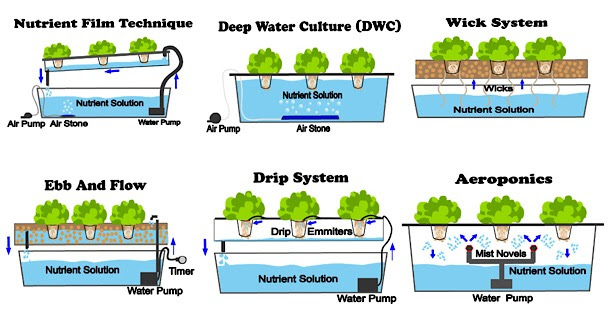 Aquaponic gardening pdf ESF Students Win StoryFest Competition