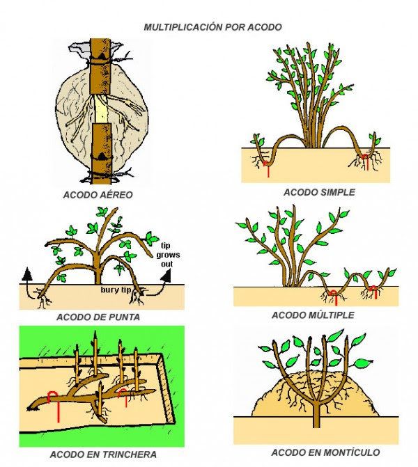 Resultado de imagen para plantas acodo multiple